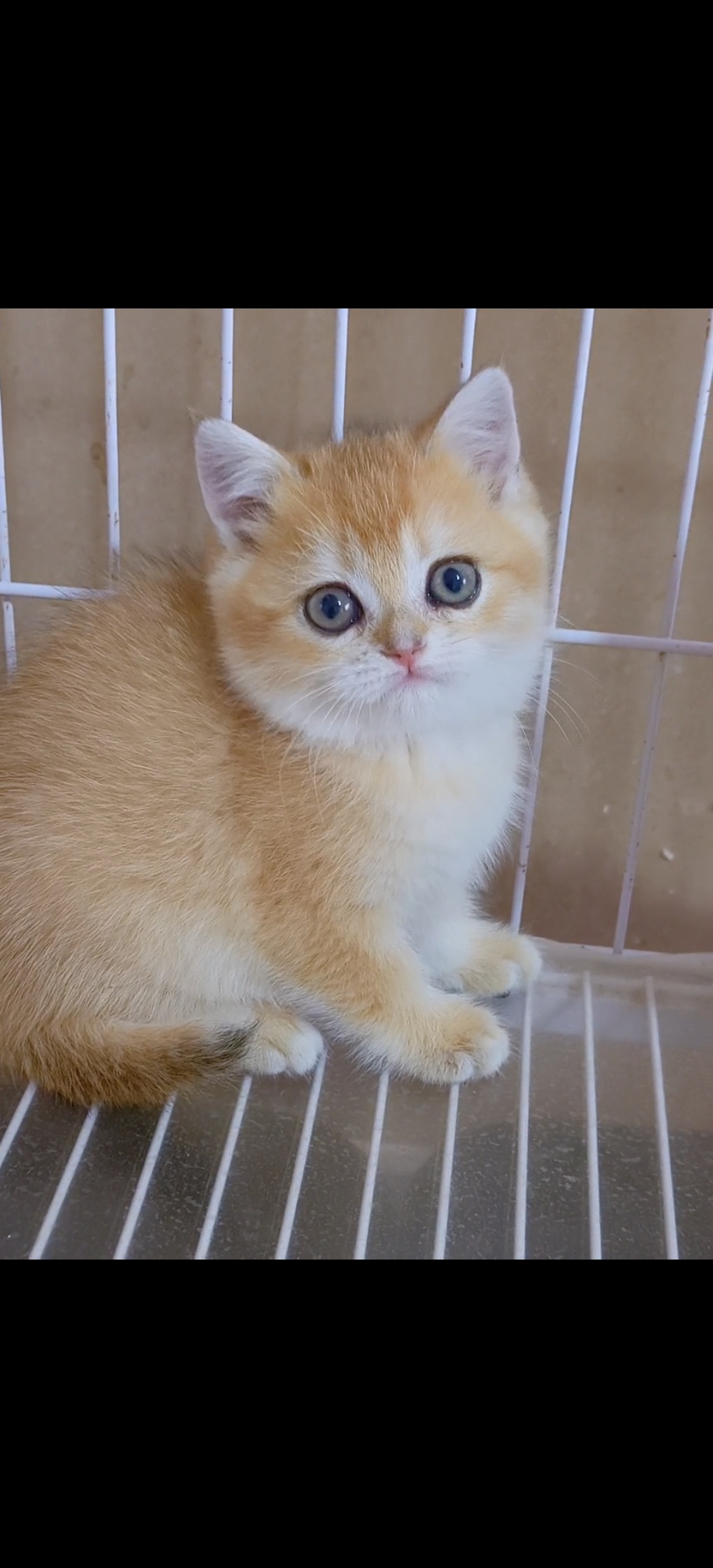 甜美金渐层妹妹,送套用品